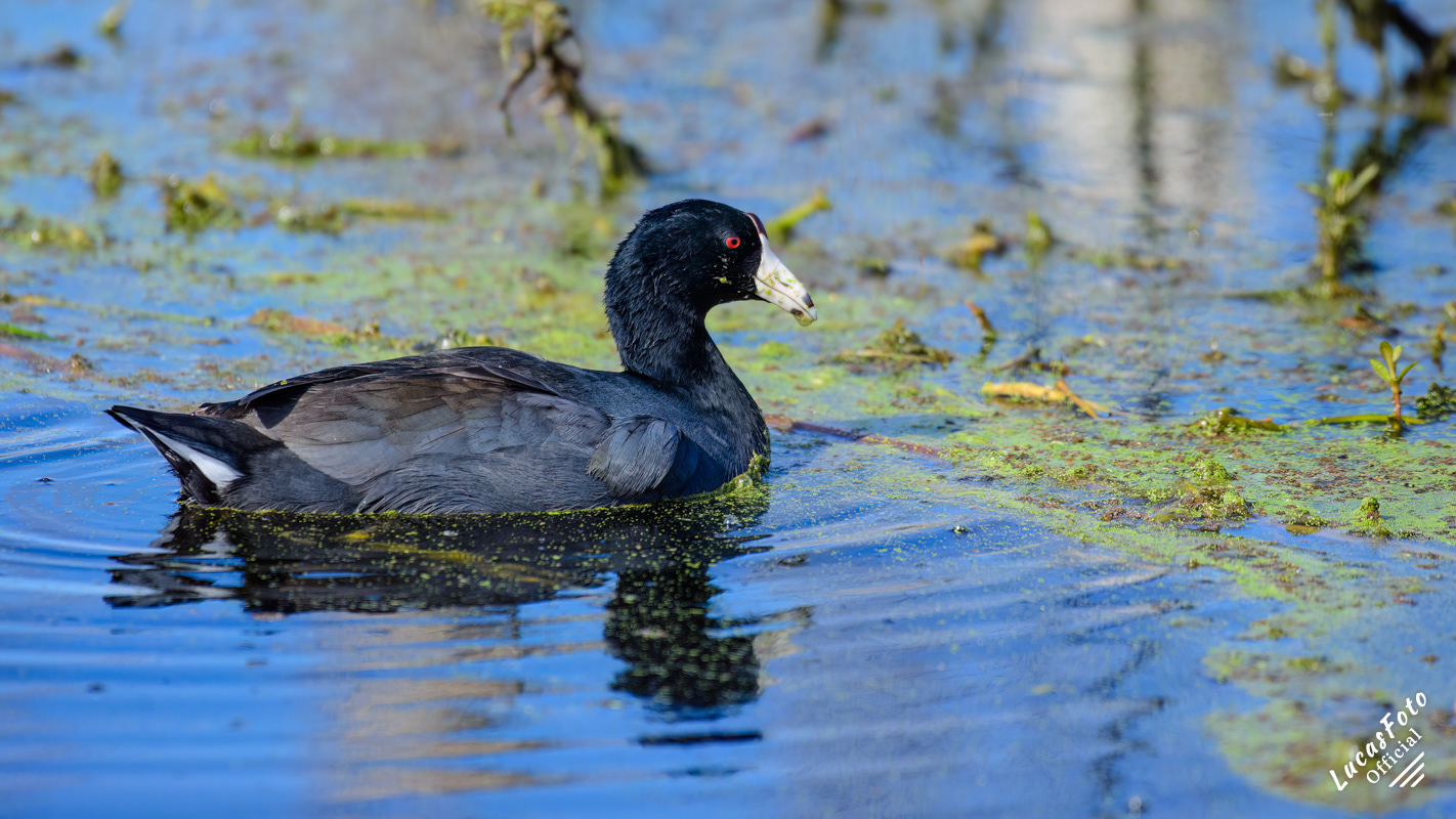 American Coot