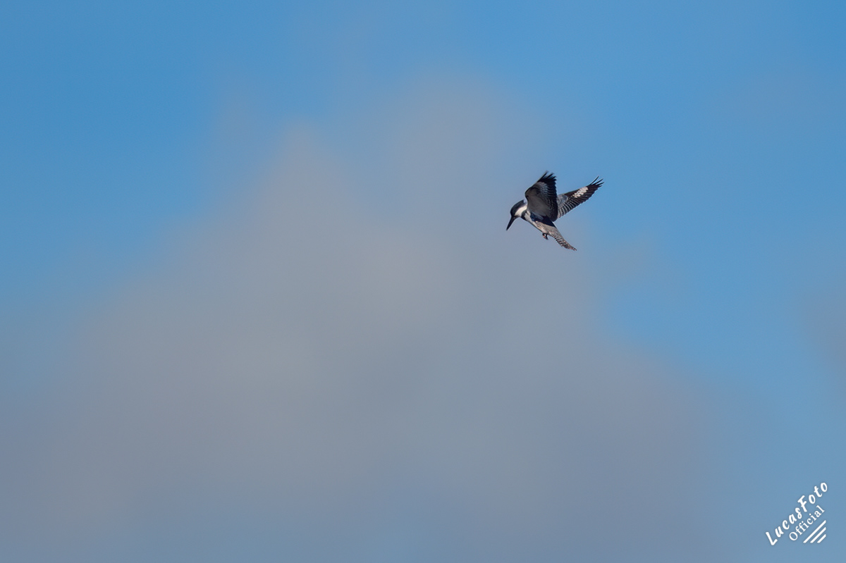 Belted Kingfisher