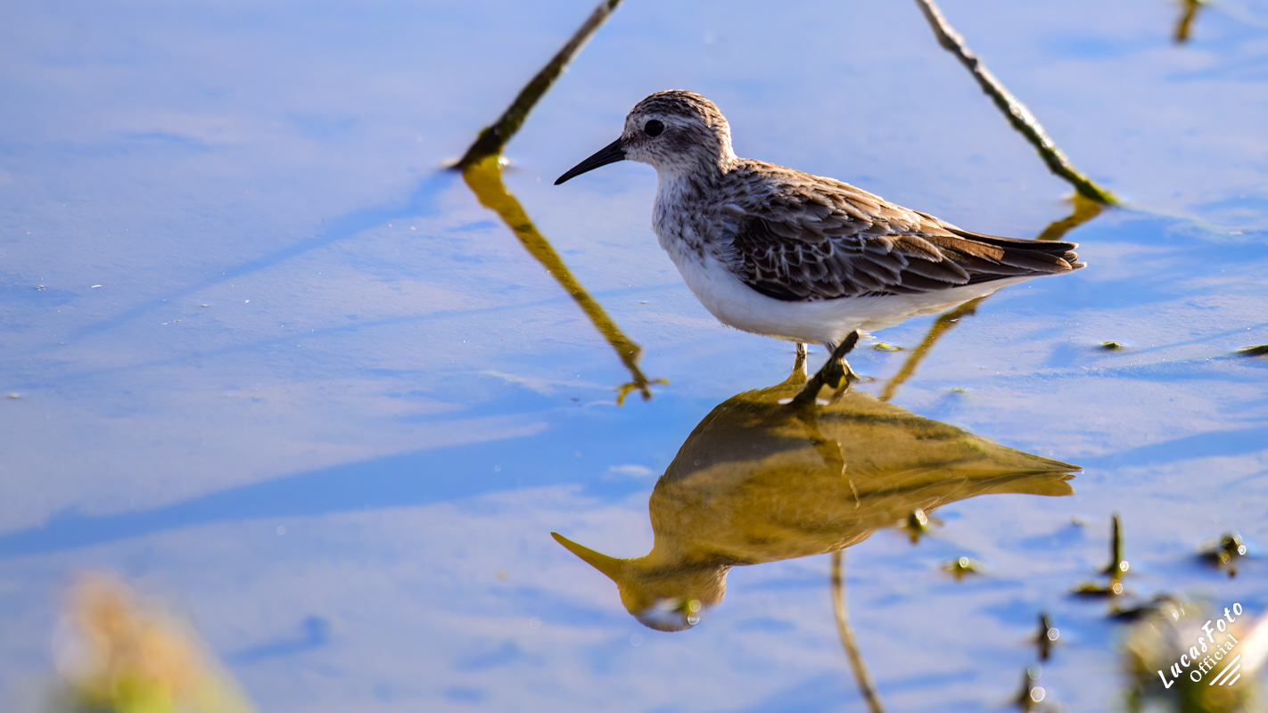 Least Sandpiper