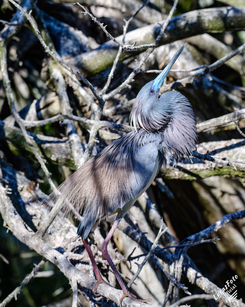 Tricolored Heron