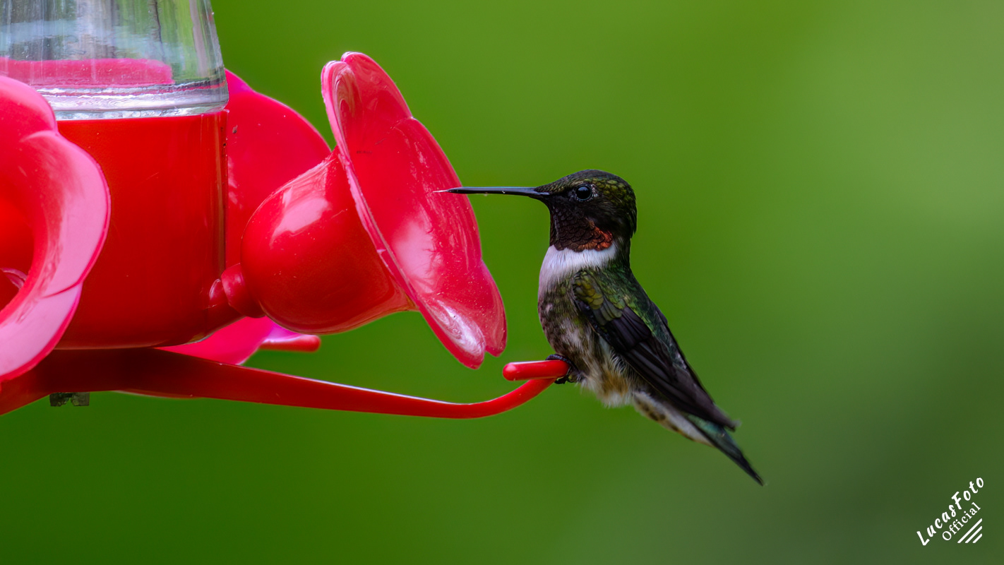 Ruby-throated Hummingbird