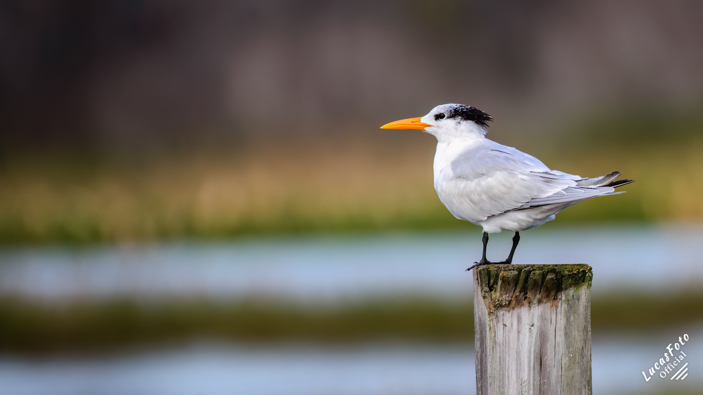 Royal Tern