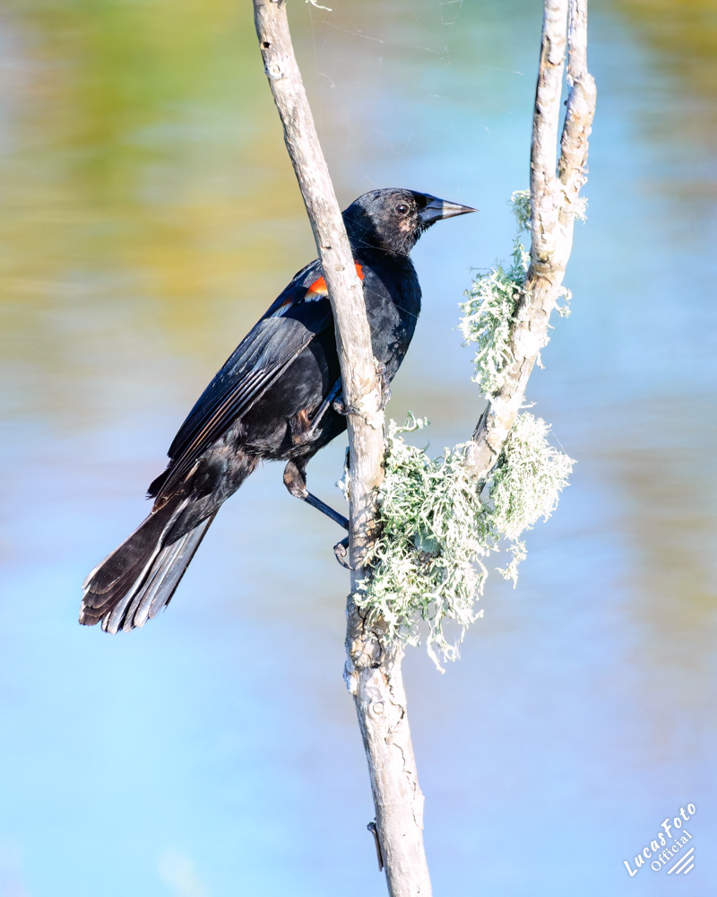 Red-winged Blackbird