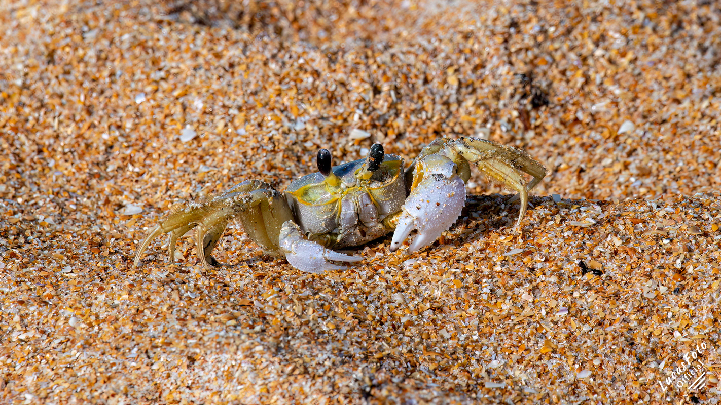 Ghost Crab