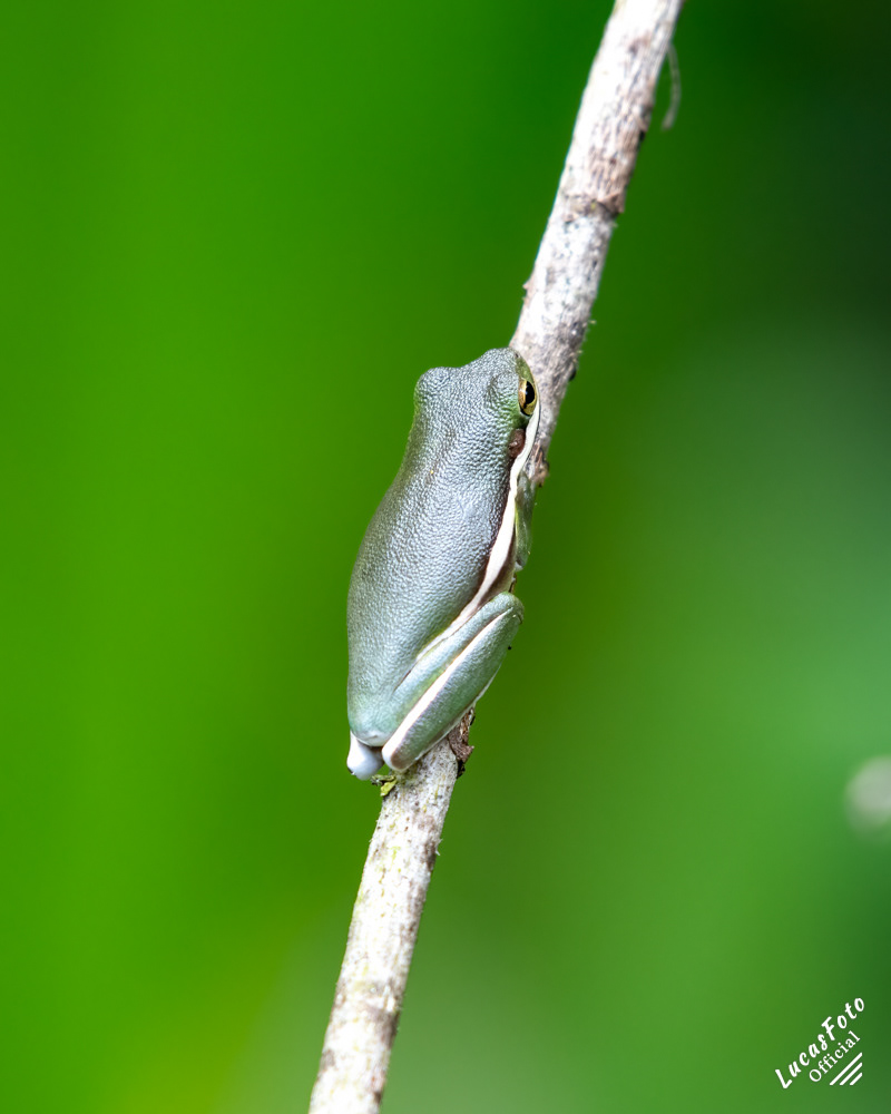 Green Treefrog