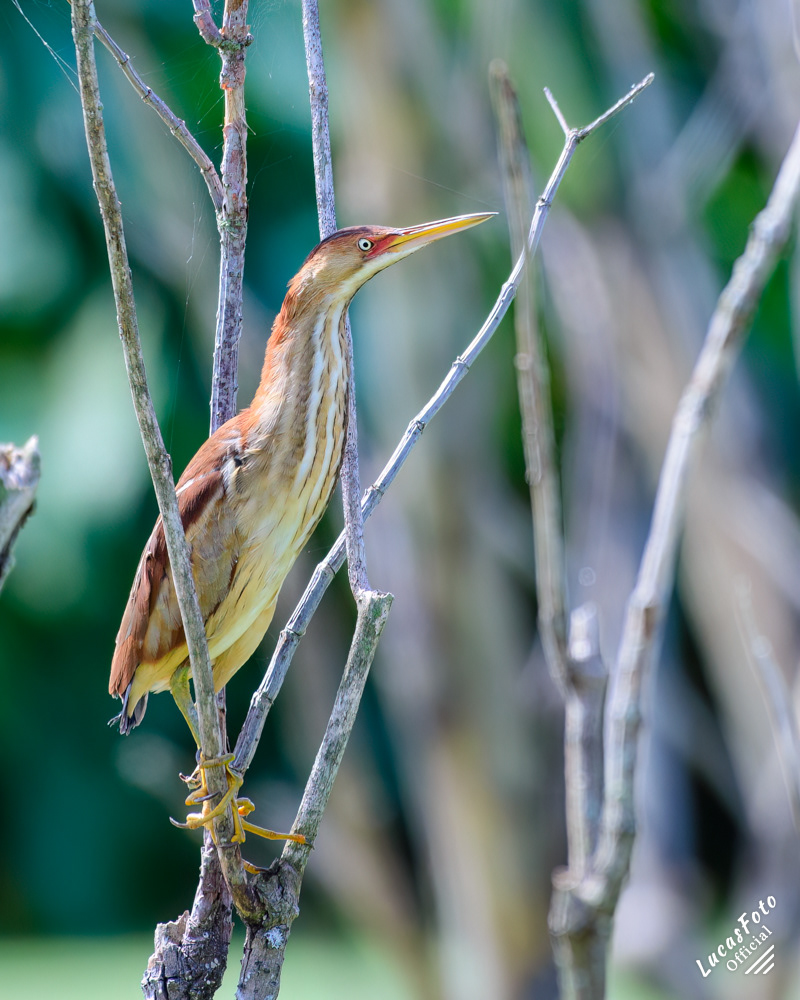 Least Bittern