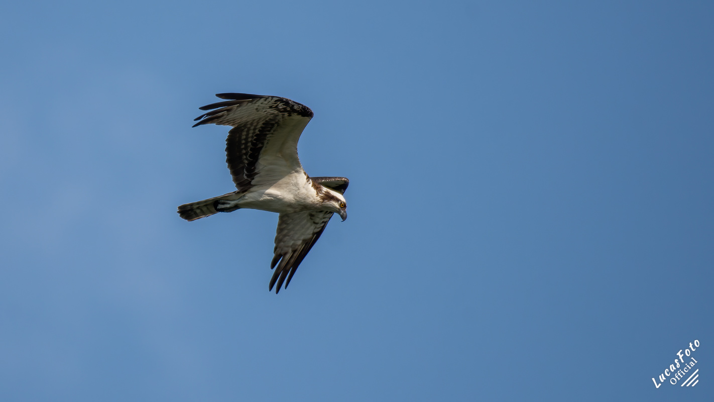 Osprey