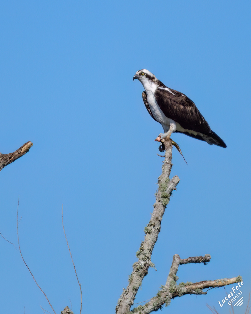 Osprey