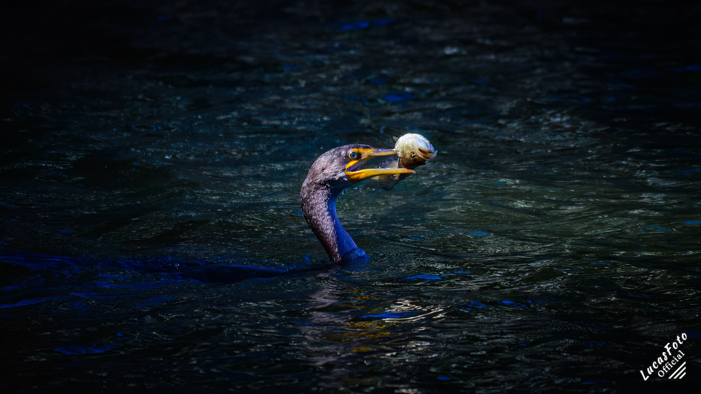 Double-crested Cormorant