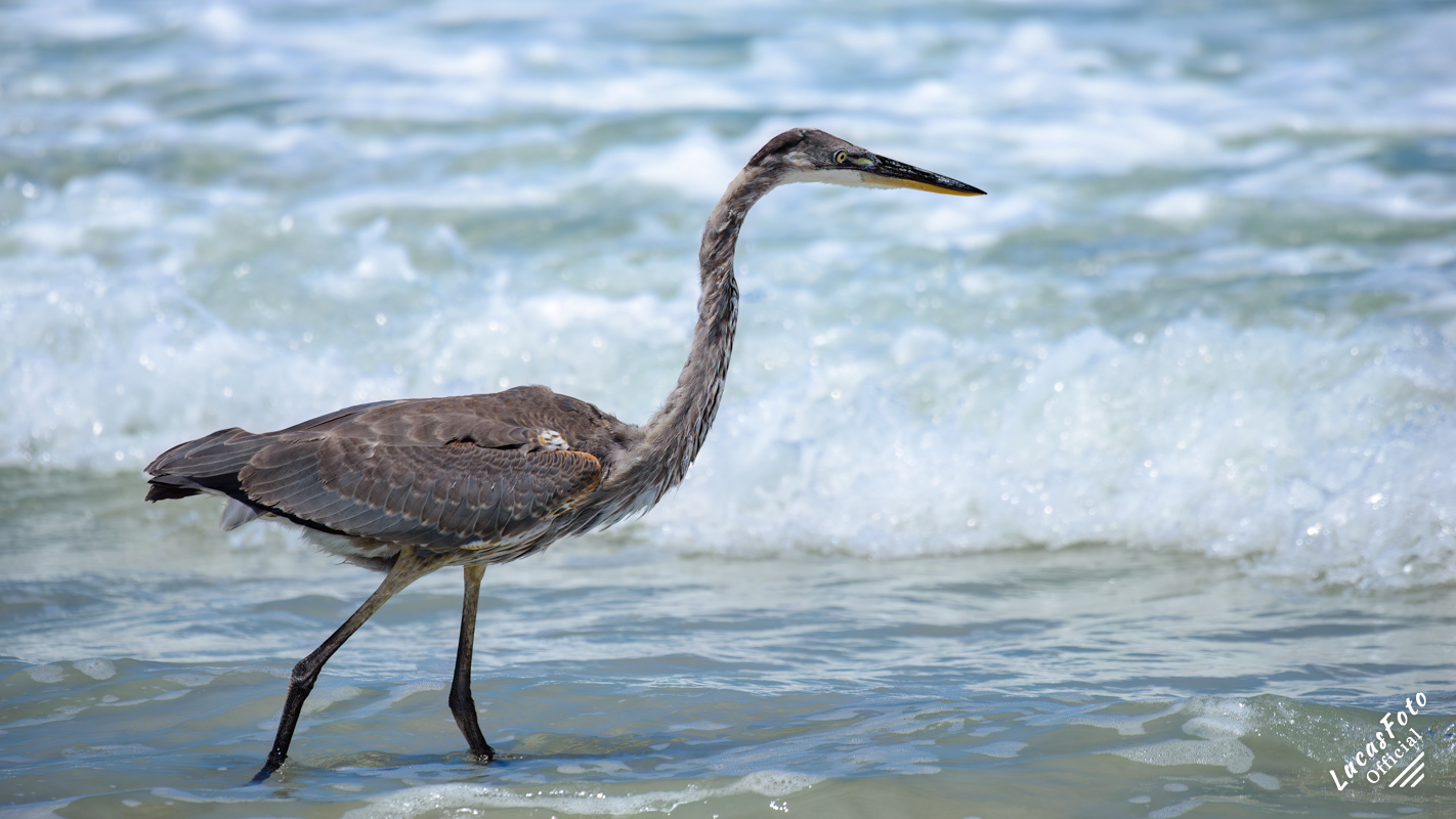 Great Blue Heron