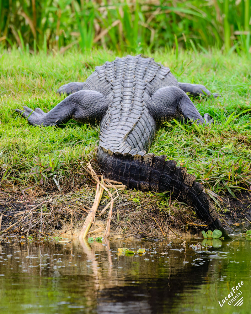 Alligator