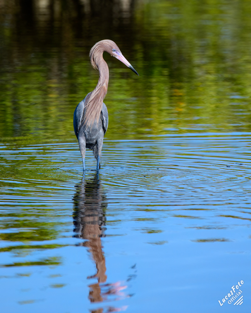 Reddish Egret