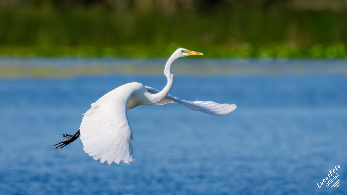 Great Egret