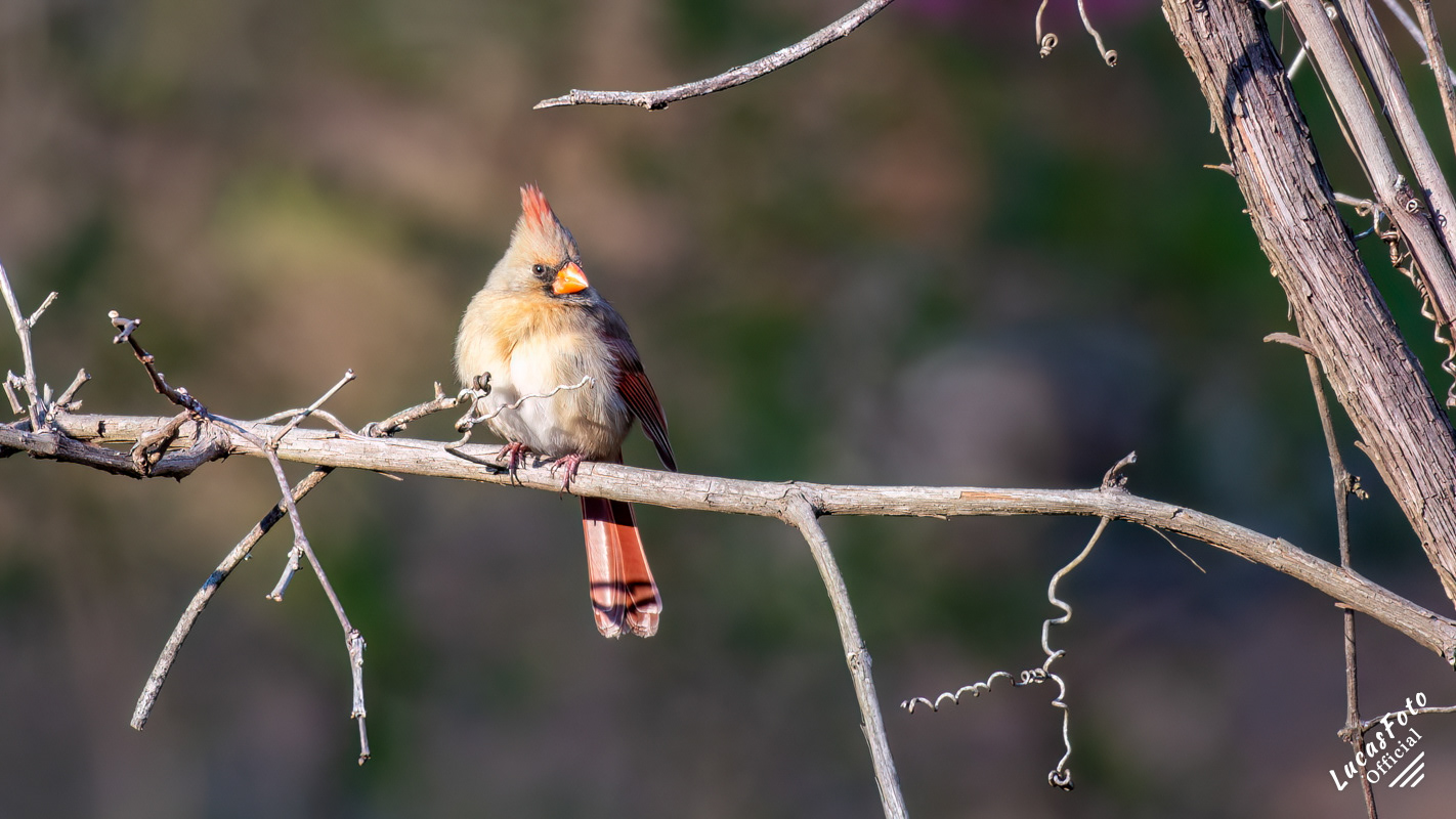 Northern Cardinal
