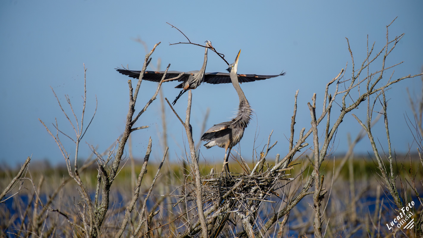 Great Blue Heron