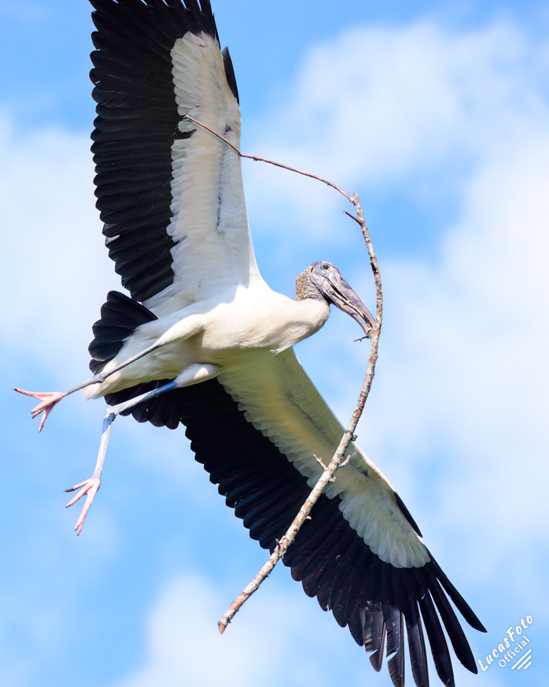 Wood Stork
