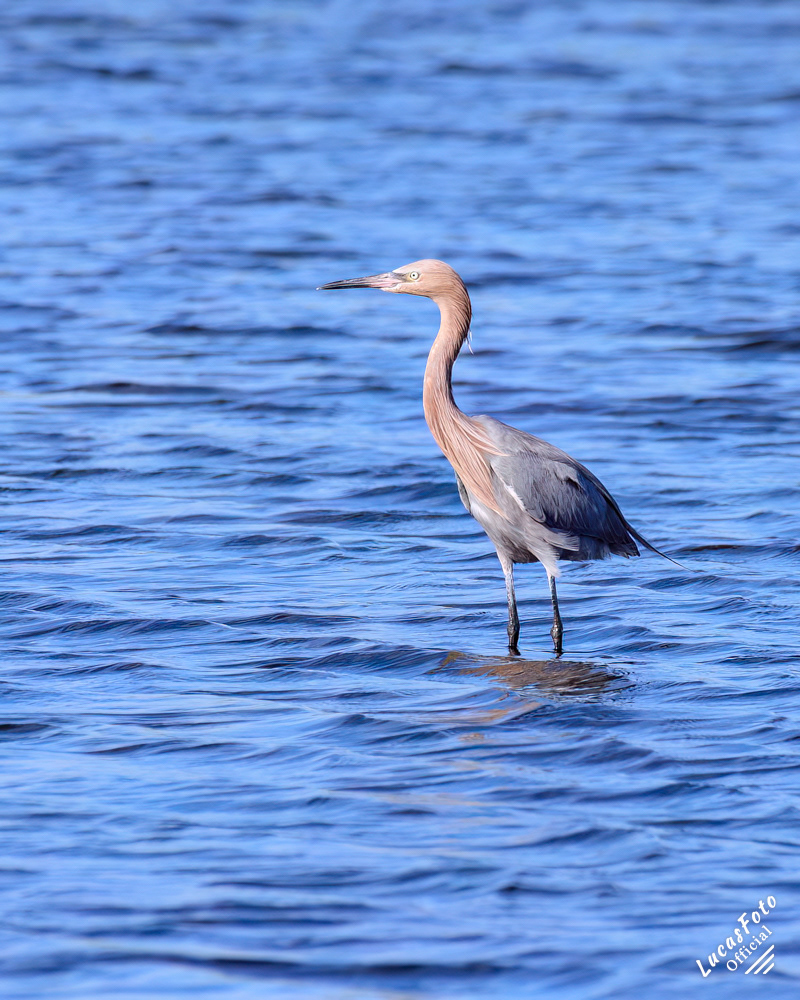 Reddish Egret