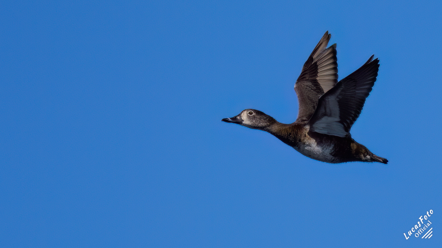 Ring-necked Duck