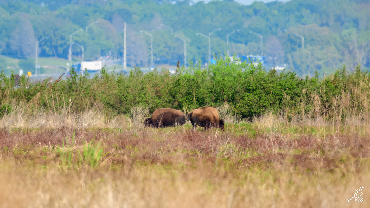 Bison