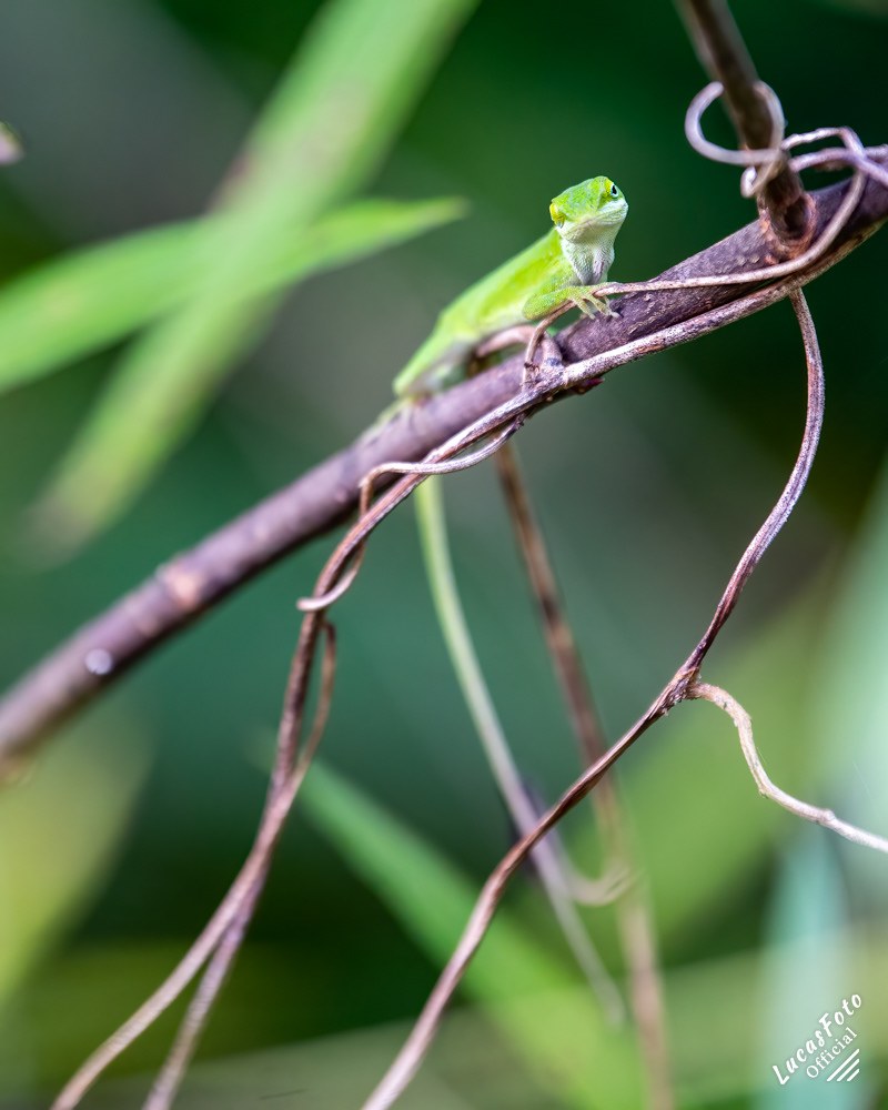 Green Anole