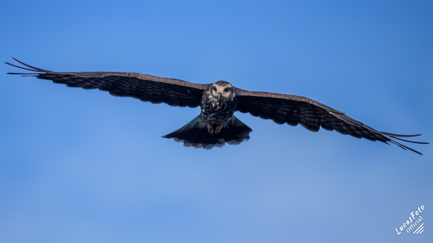 Snail Kite