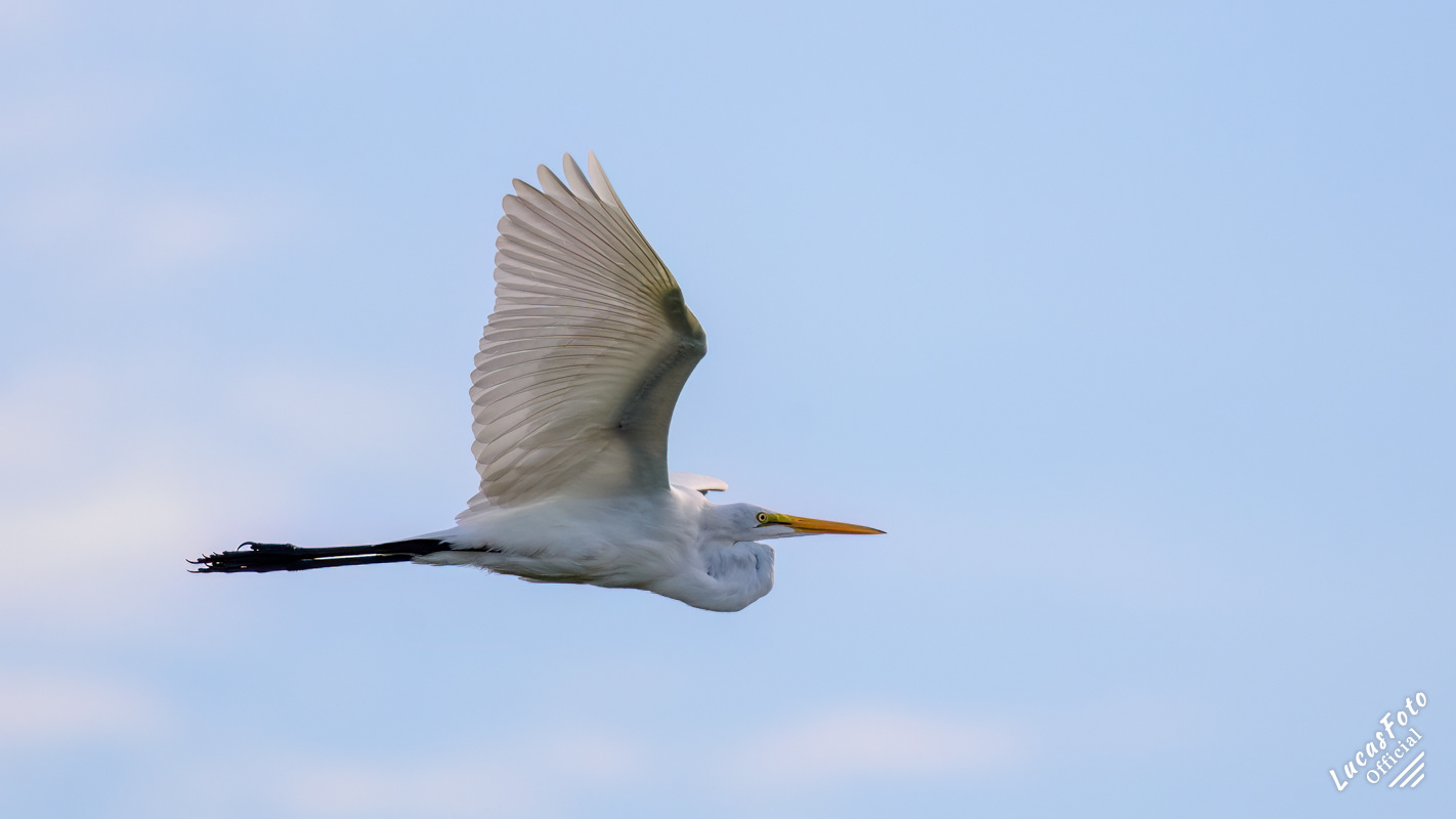 Great Egret