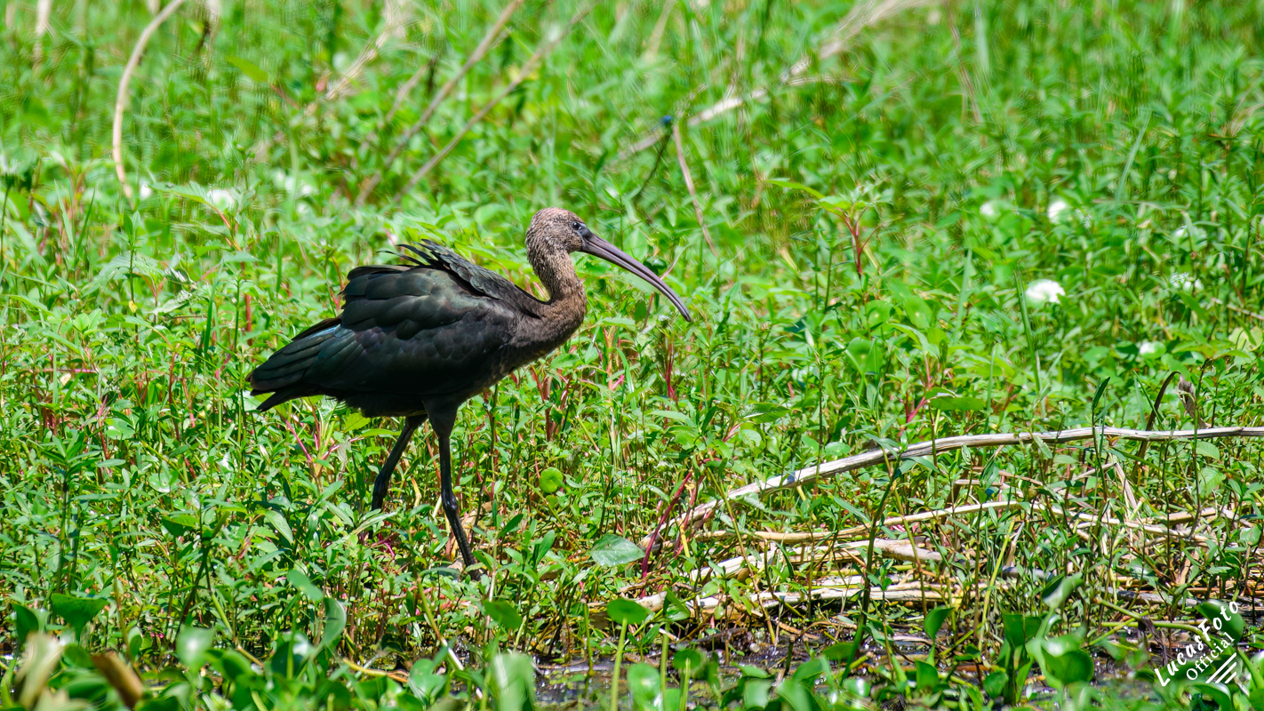 Glossy Ibis