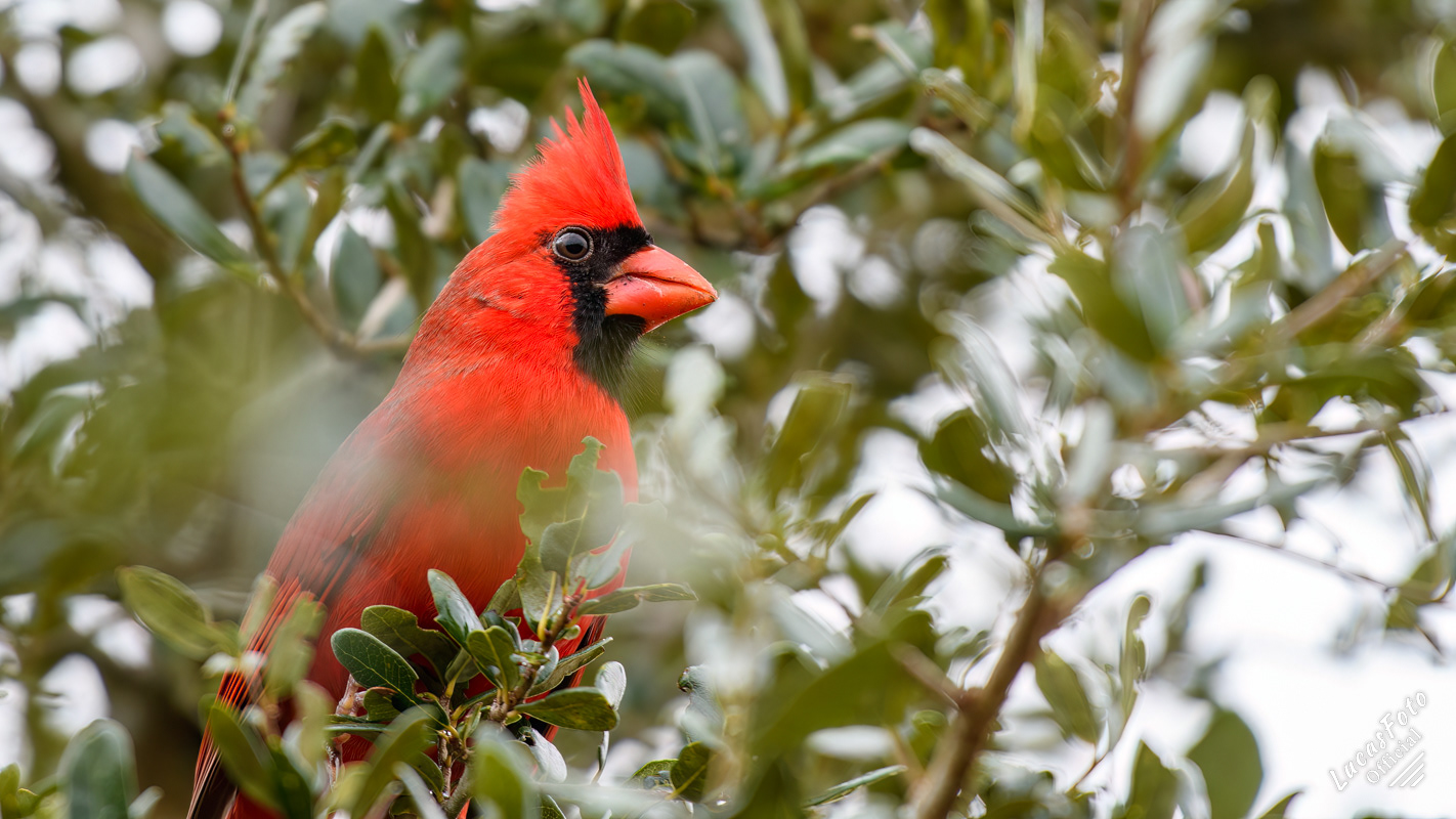 Northern Cardinal