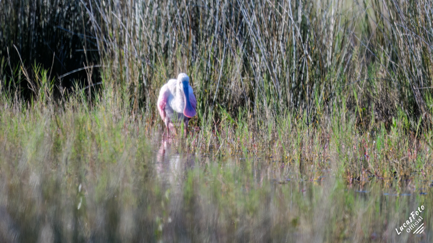 Roseate Spoonbill