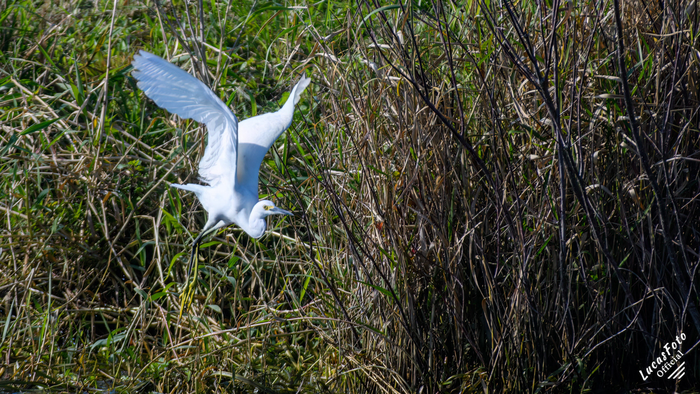 Snowy Egret