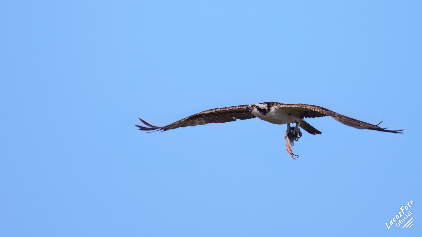 Osprey