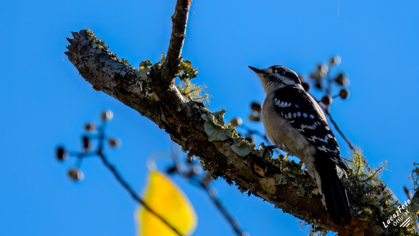 Downy Woodpecker
