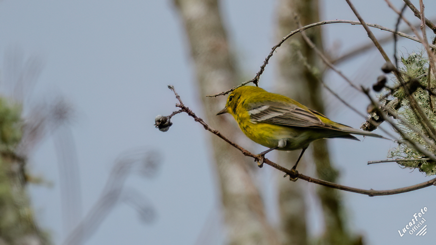 Pine Warbler