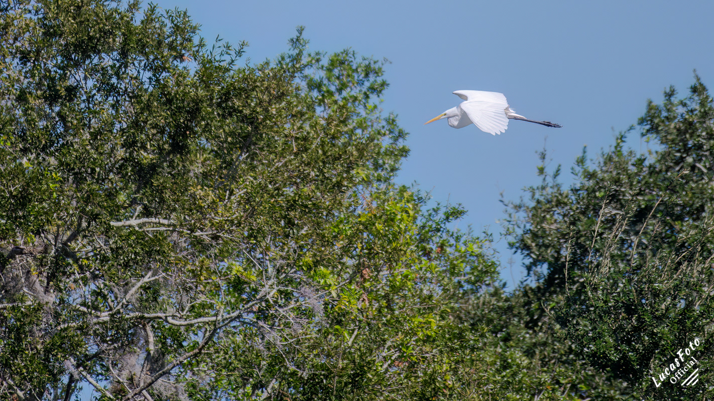 Great Egret