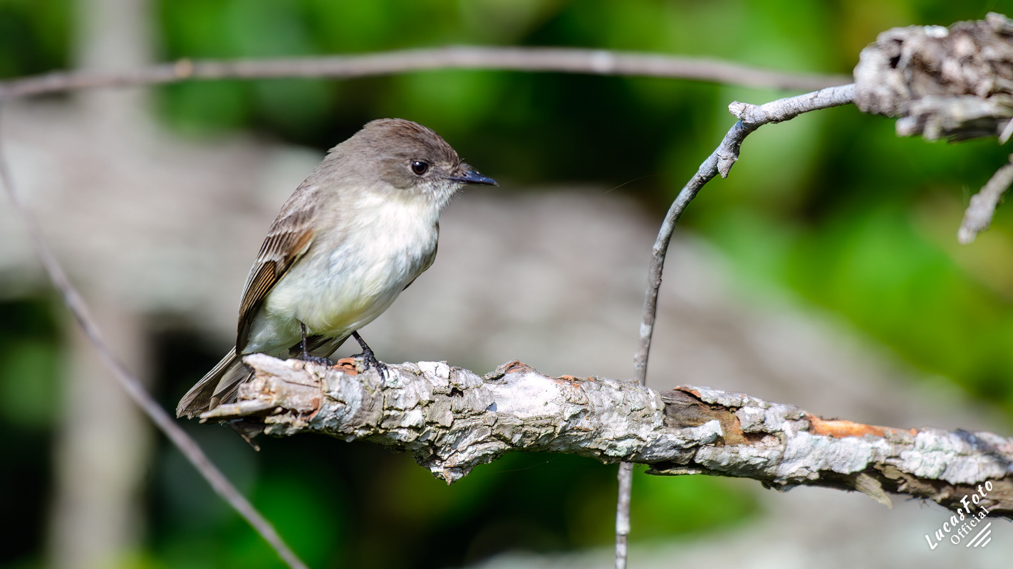 Eastern Phoebe