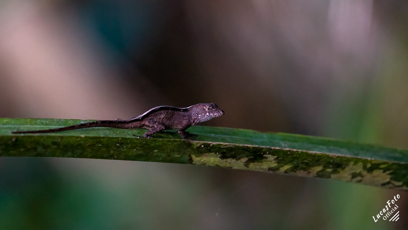 Brown Anole