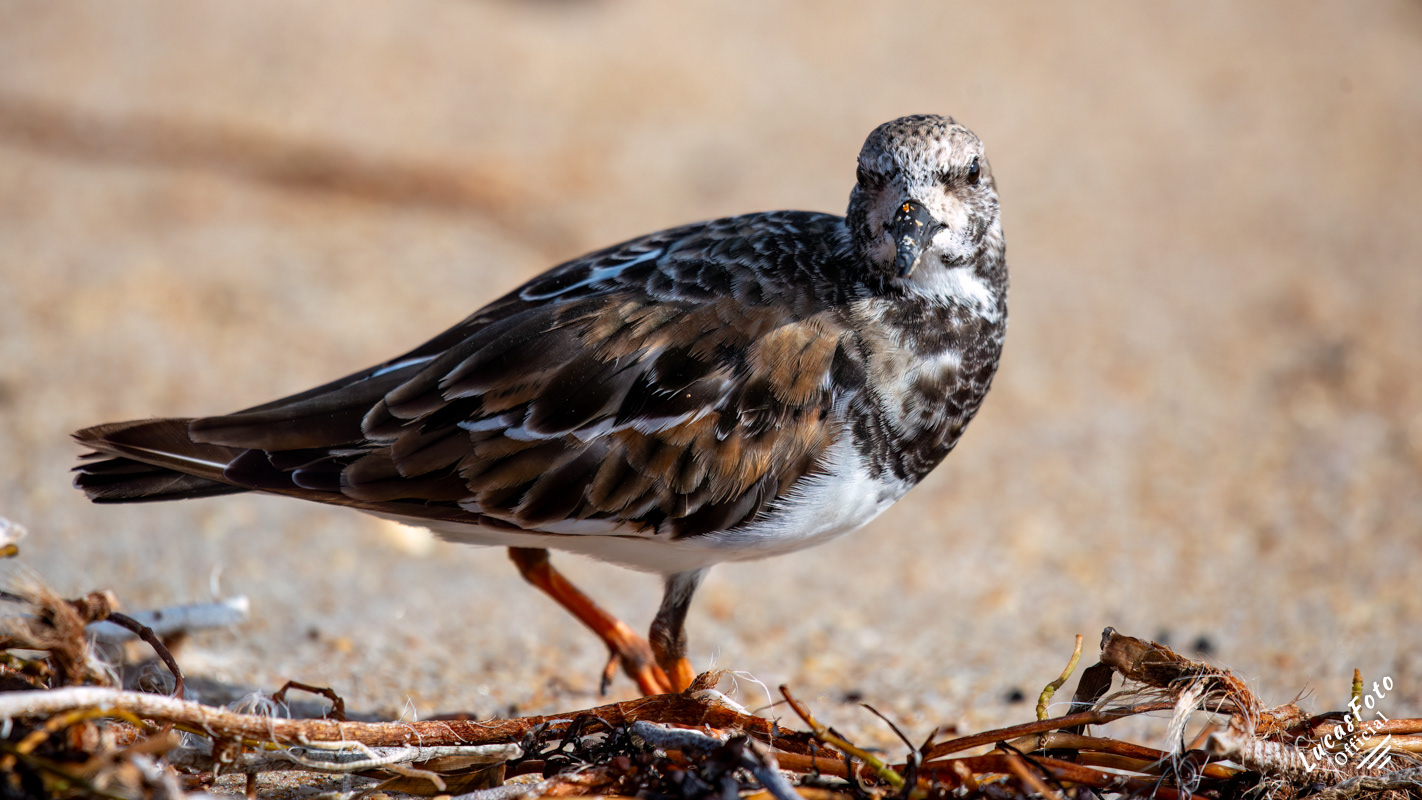 Ruddy Turnstone