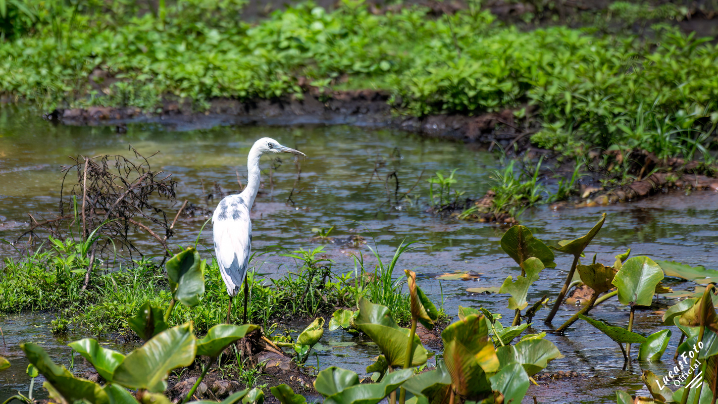 Little Blue Heron