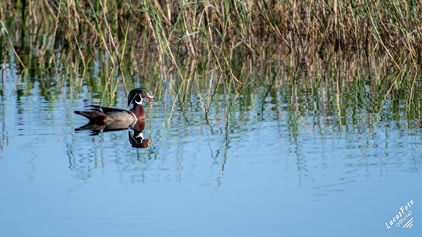 Wood Duck