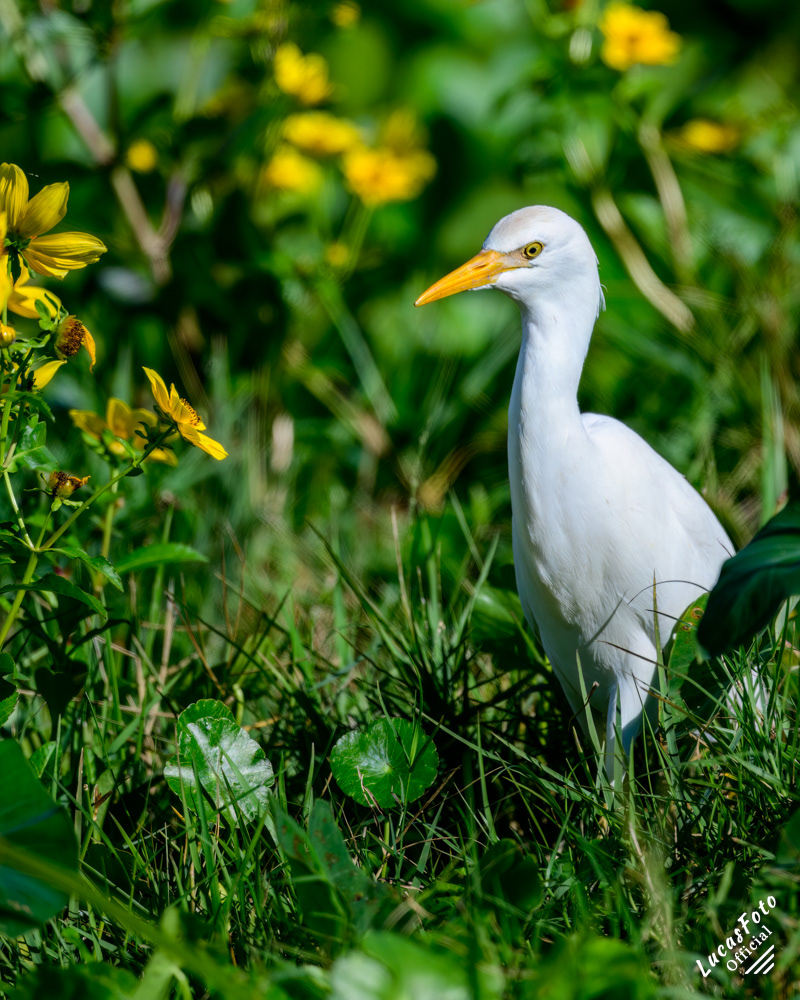 Cattle Egret