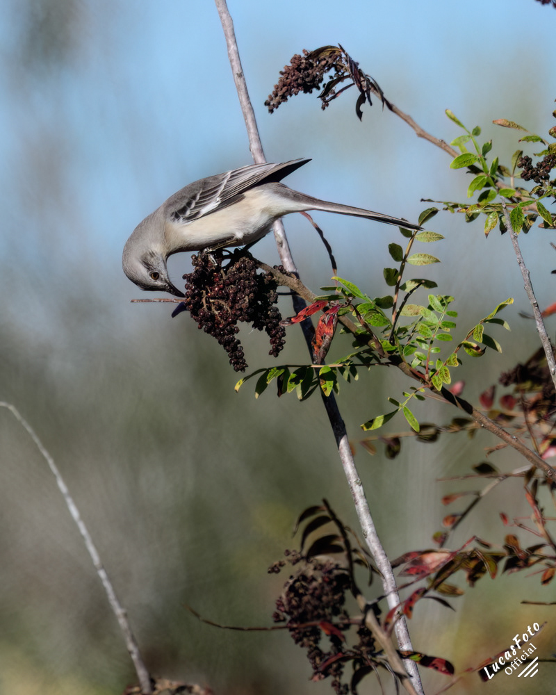 Northern Mockingbird
