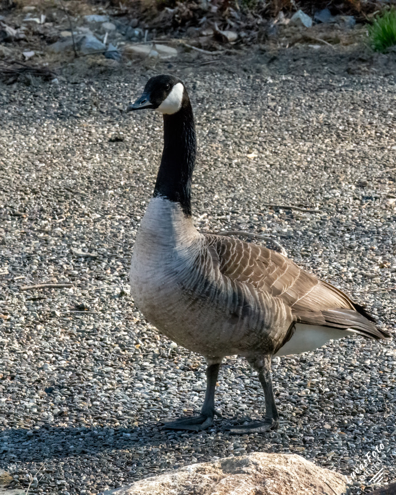 Canada Goose
