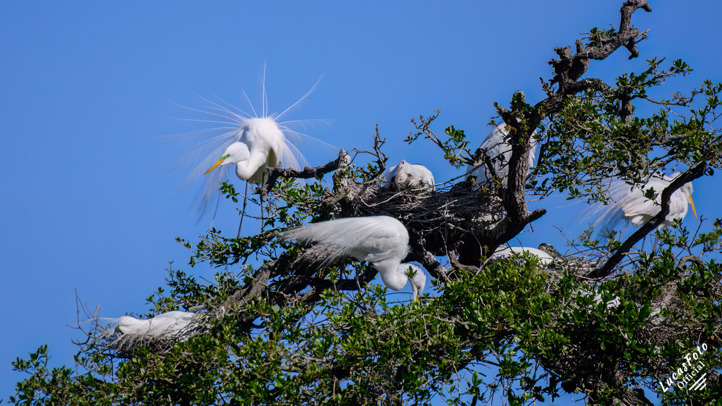 Great Egret