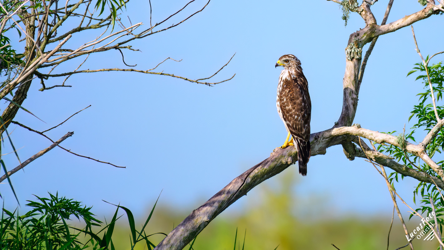 Red-shouldered Hawk