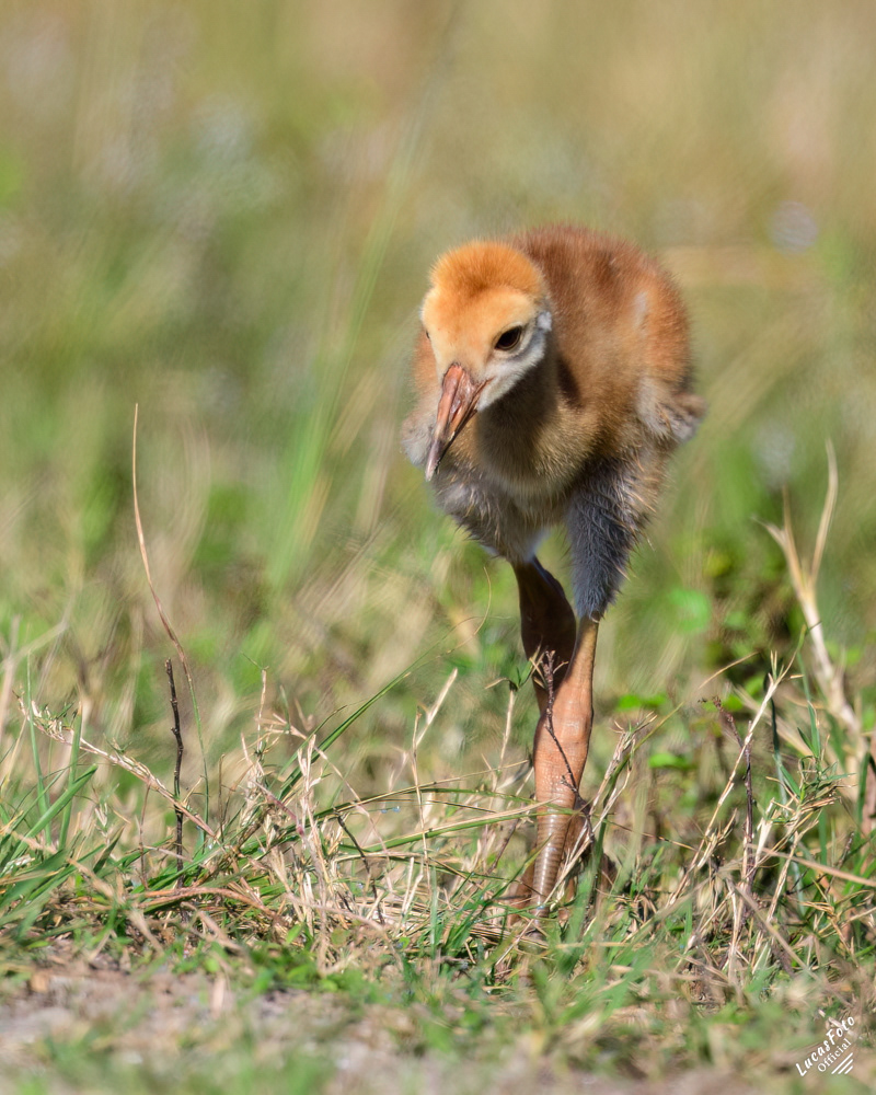 Sandhill Crane