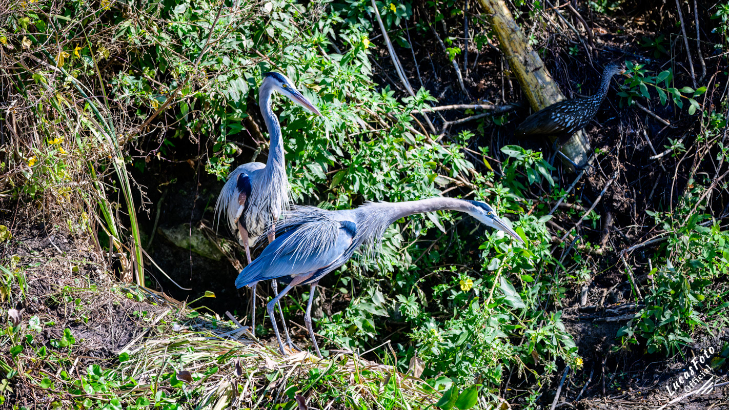 Great Blue Heron