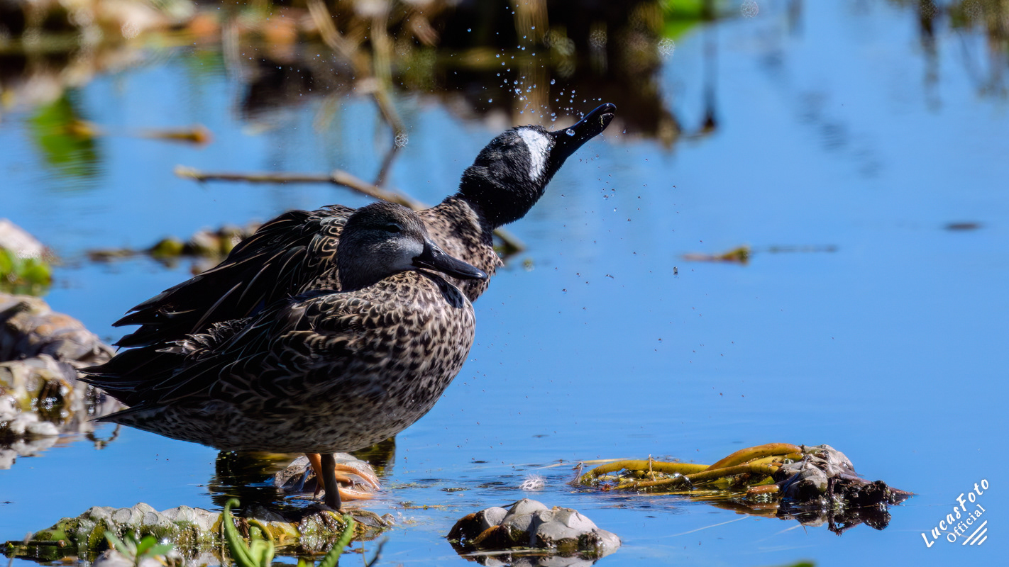 Blue-winged Teal
