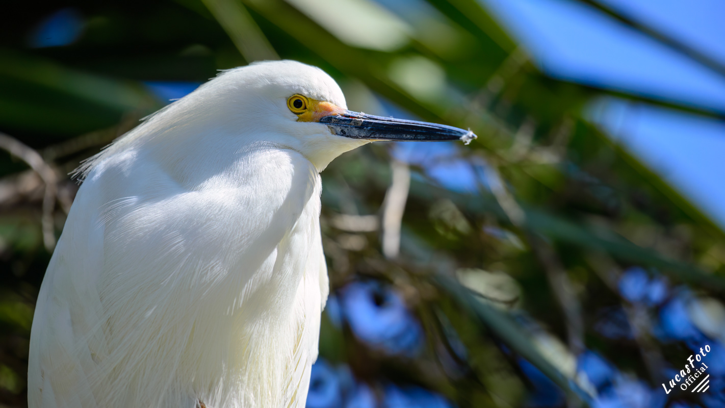 Snowy Egret