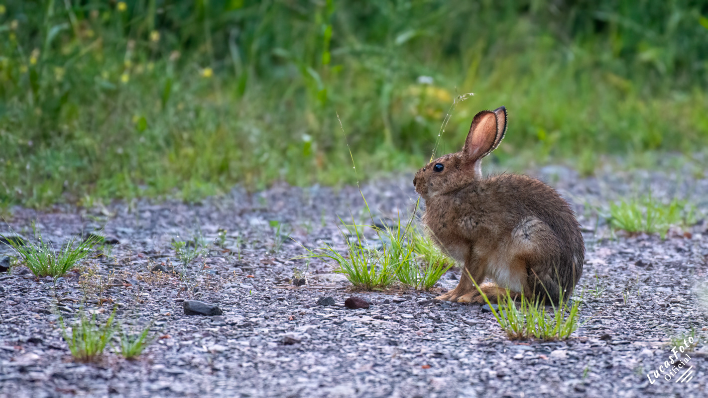 Cottontail Rabbit