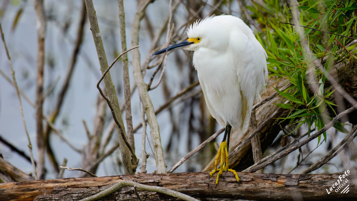 Snowy Egret